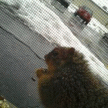 Sloth (USA-2) : 3-7-14 #2